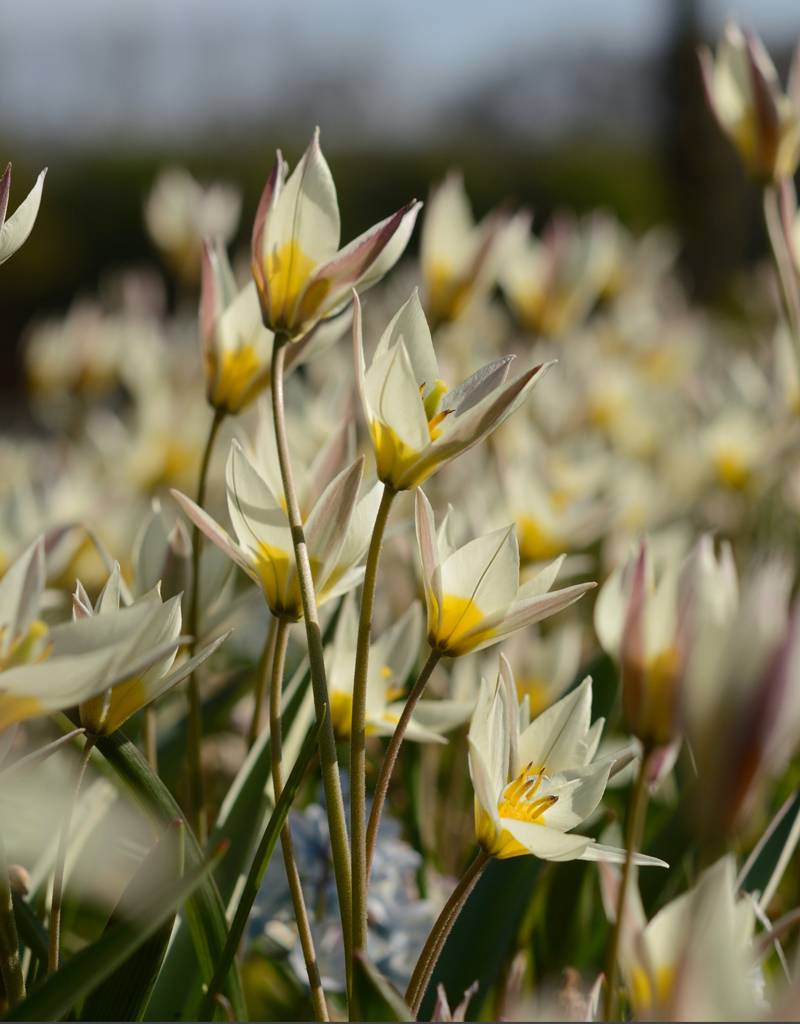 Tulpe (Wild)  Tulipa turkestanica, BIO - XL-Vorteilspackung