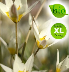 Tulpe (Wild)  Tulipa turkestanica, BIO - Günstige XL-Packung