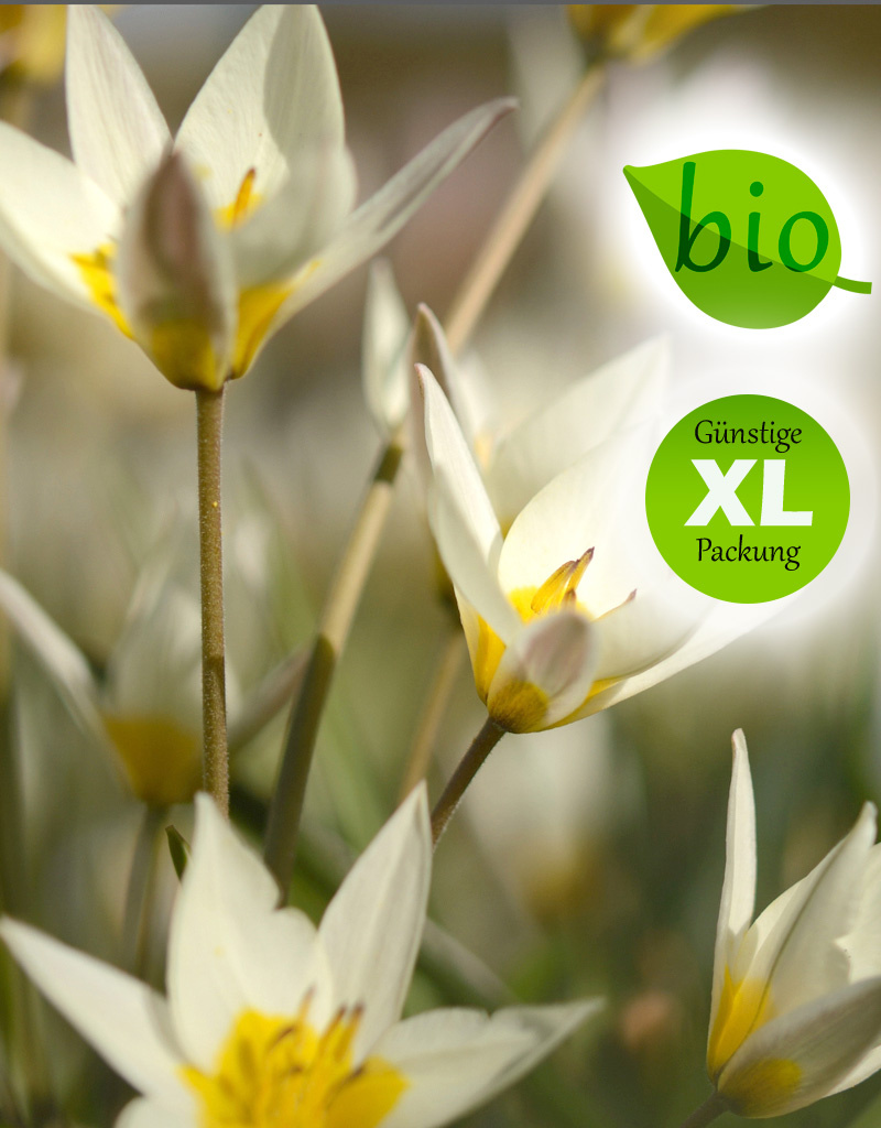 Tulpe (Wild)  Tulipa turkestanica, BIO - Günstige XL-Packung