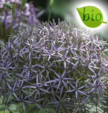 Mischung  Mischung: Voller Frühling: Nektar für die Biene – BIO