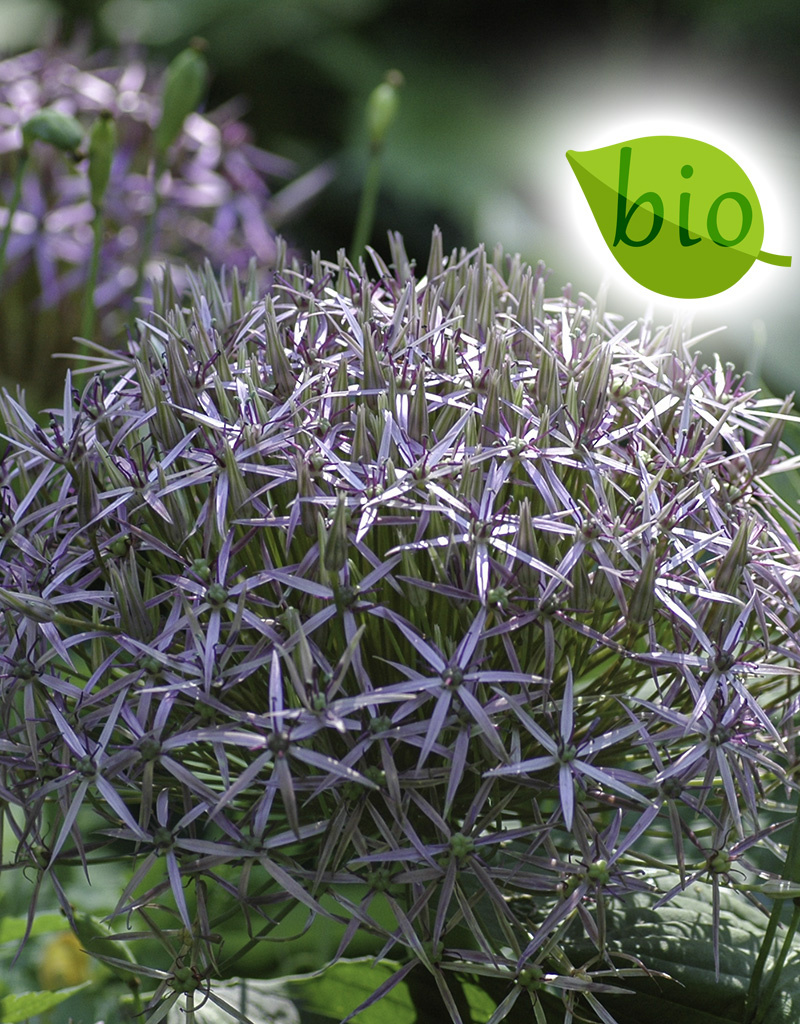 Mischung  Mischung: Voller Frühling: Nektar für die Biene – BIO