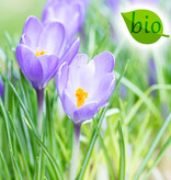 Krokus  Crocus 'Violet River', BIO - Topf