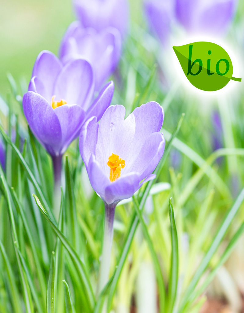 Krokus  Crocus 'Violet River', BIO - Topf