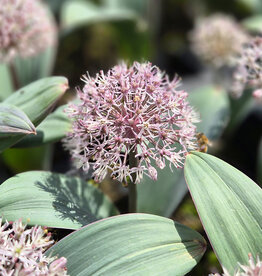 Zierlauch  Allium karataviense