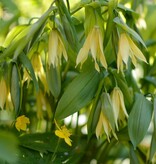Hänge-Goldglocke  Uvularia grandiflora (Hänge-Goldglocke) (Direktversand) - ANGEBOT