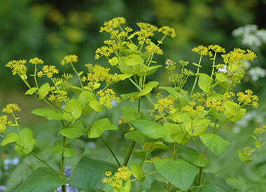 SMYRNIUM - Gelbdolde