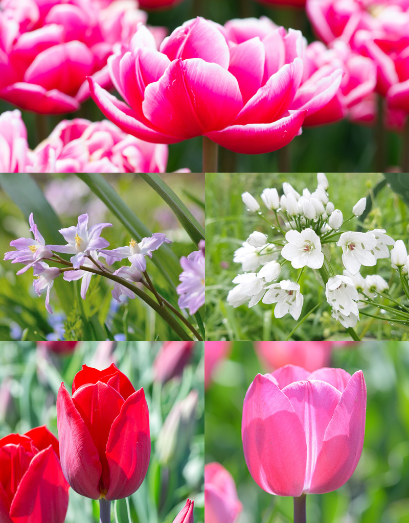 Mischung  Mischung: April Love - BIO