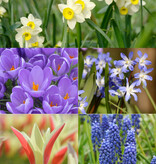 Mischung  Mischung: Biologische Blumenzwiebel-Lasagne - BIO