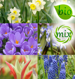 Mischung  Mischung: Bio-Blumenzwiebeln für Töpfe