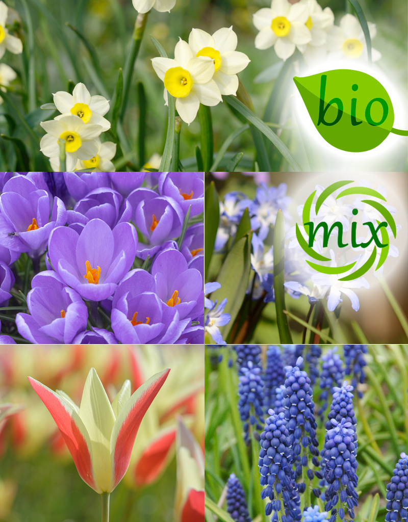 Mischung  Mischung: Biologische Blumenzwiebel-Lasagne - BIO