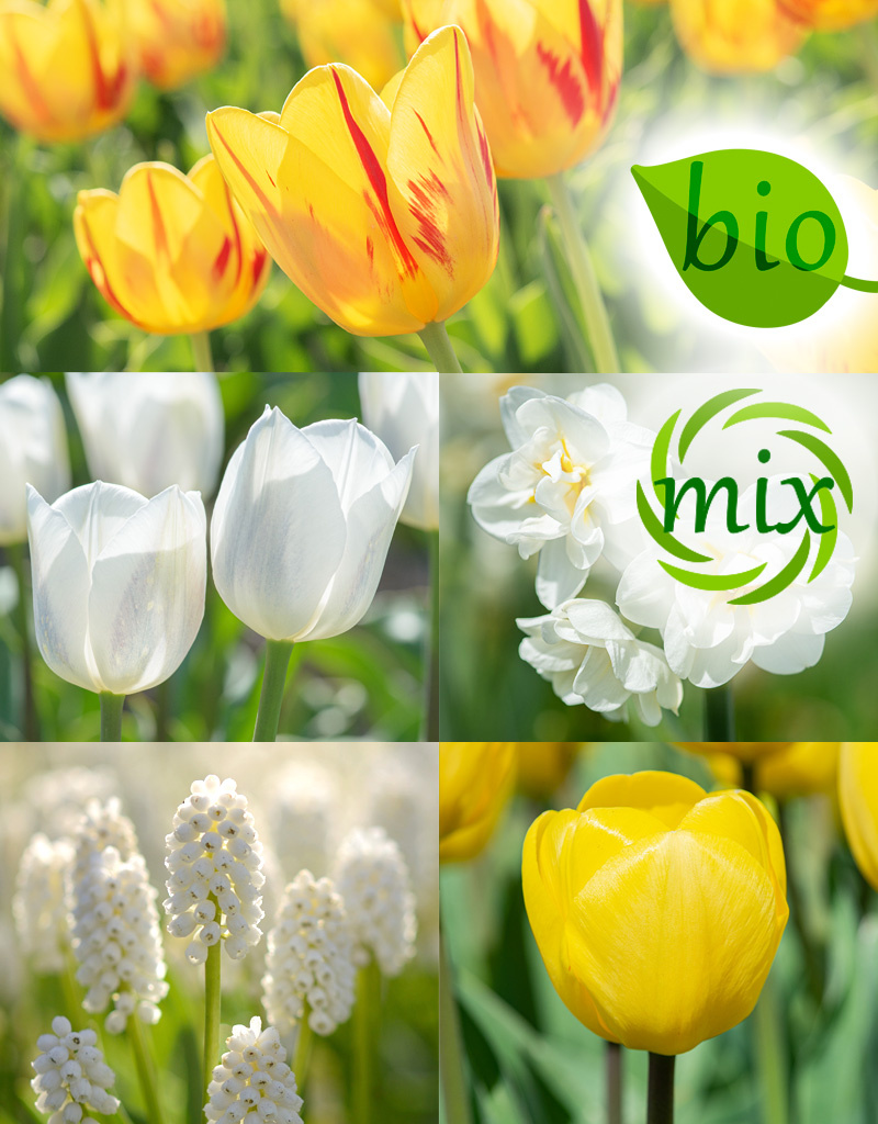 Mischung  Mischung: Frühlingsgefühle - BIO