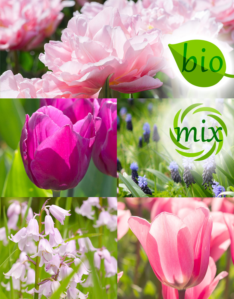 Mischung  Mischung: Frühjahrssonate - BIO