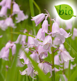 Mischung  Mischung: Frühjahrssonate - BIO