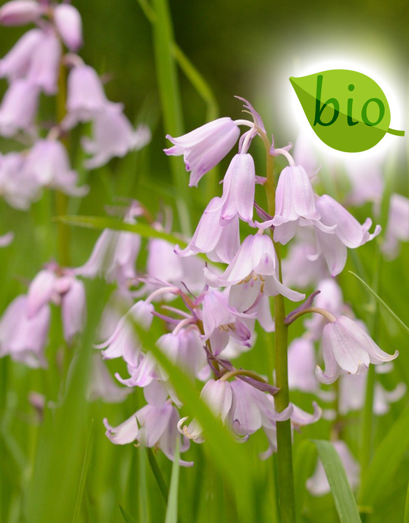 Mischung  Mischung: Frühjahrssonate - BIO