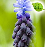 Mischung  Mischung: Frühjahrssonate - BIO