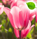 Mischung  Mischung: Frühjahrssonate - BIO