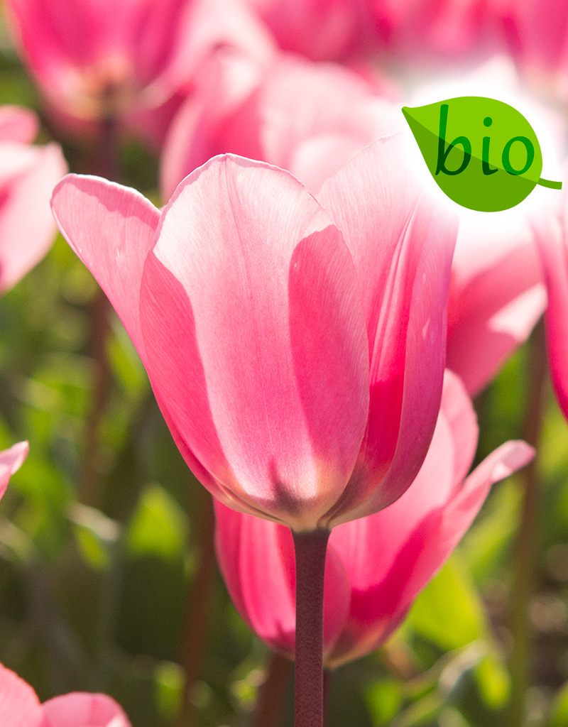 Mischung  Mischung: Frühjahrssonate - BIO