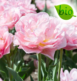 Mischung  Mischung: Frühjahrssonate - BIO