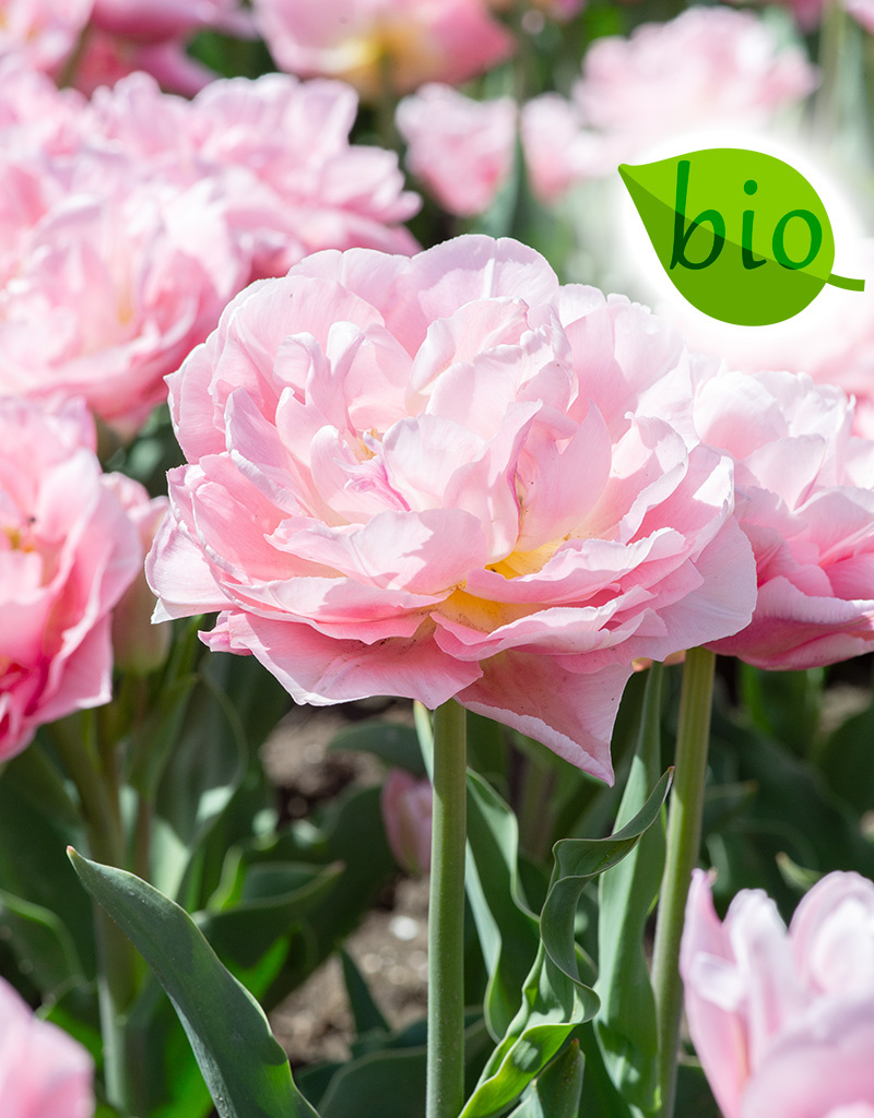 Mischung  Mischung: Frühjahrssonate - BIO