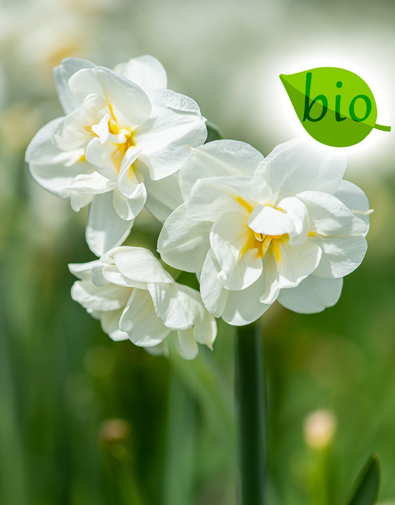 Mischung  Mischung: Frühlingsgefühle - BIO