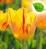 Mischung  Mischung: Frühlingsgefühle - BIO