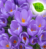 Mischung  Mischung: Biologische Blumenzwiebel-Lasagne - BIO