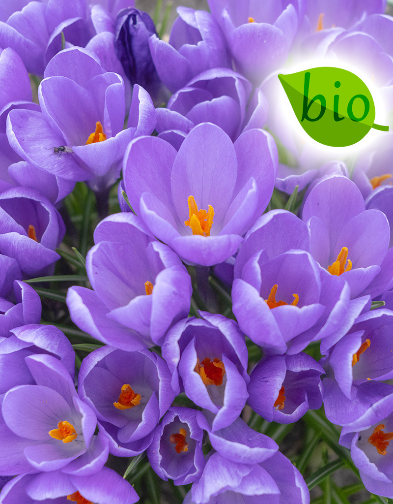 Mischung  Mischung: Biologische Blumenzwiebel-Lasagne - BIO