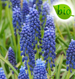 Mischung  Mischung: Biologische Blumenzwiebel-Lasagne - BIO