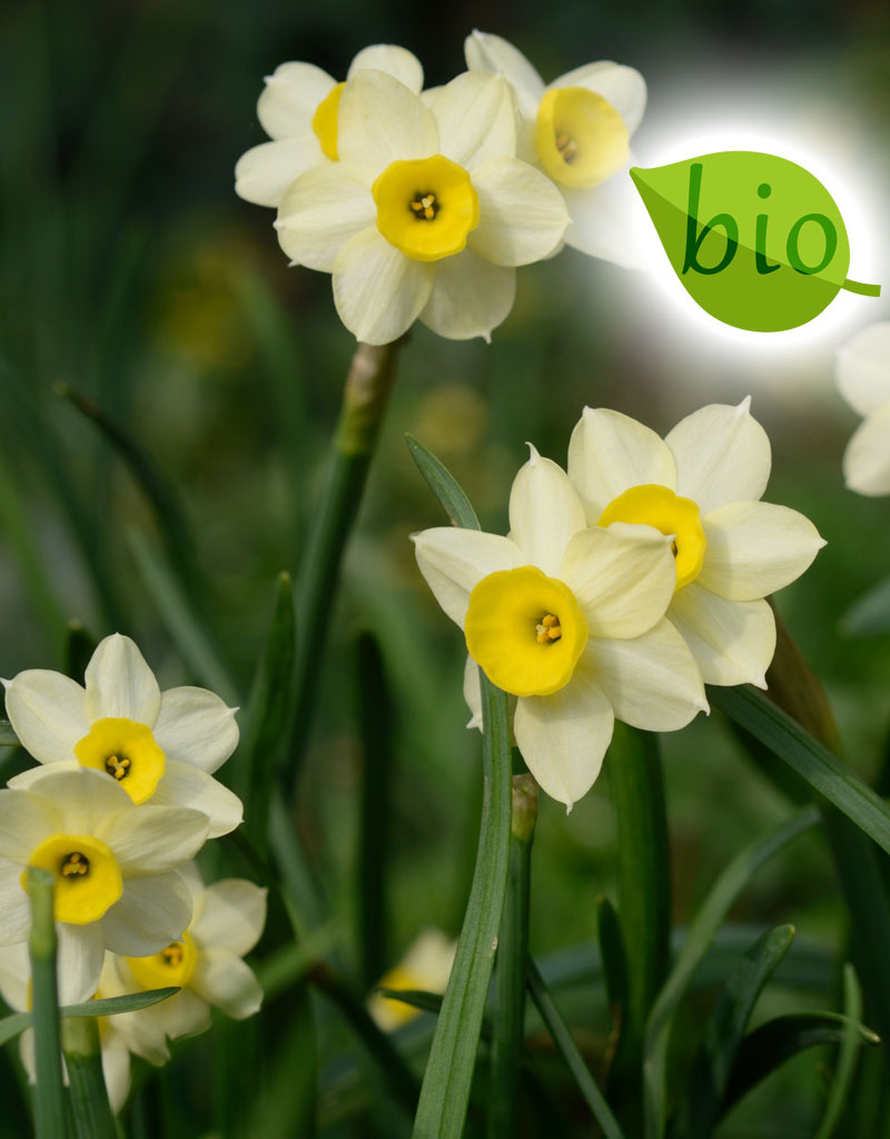 Mischung  Mischung: Biologische Blumenzwiebel-Lasagne - BIO