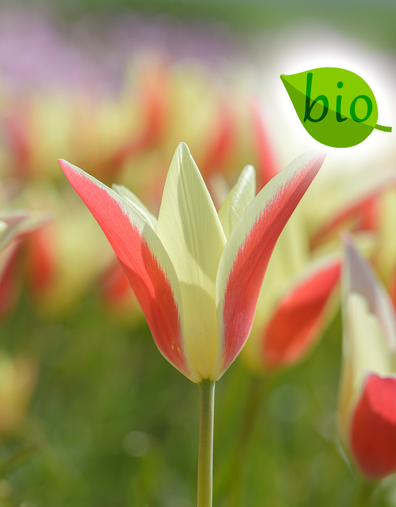 Mischung  Mischung: Biologische Blumenzwiebel-Lasagne - BIO