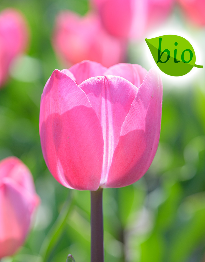 Mischung  Mischung: April Love - BIO