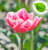 Mischung  Mischung: April Love - BIO