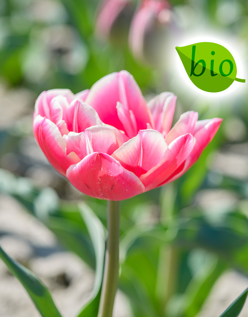 Mischung  Mischung: April Love - BIO