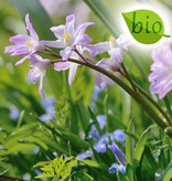 Mischung  Mischung: April Love - BIO