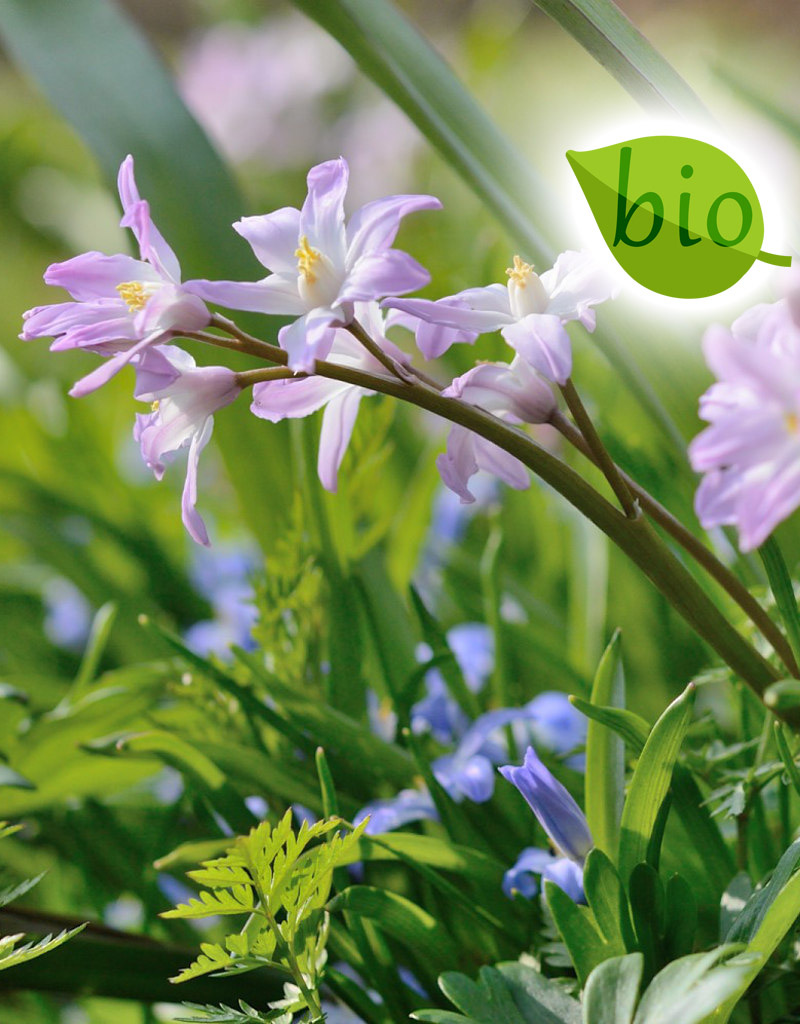 Mischung  Mischung: April Love - BIO