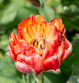 Tulpe  Tulipa 'Gudoshnik Double', BIO