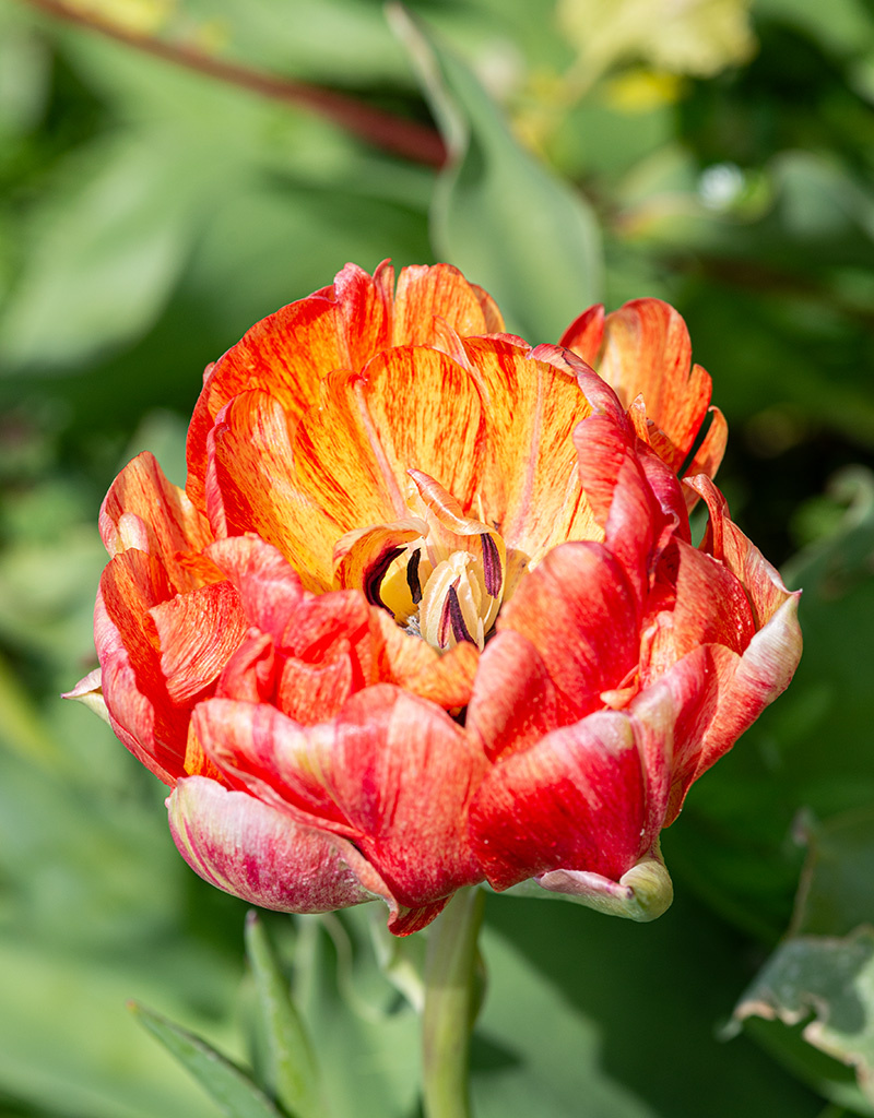 Tulpe  Tulipa 'Gudoshnik Double', BIO