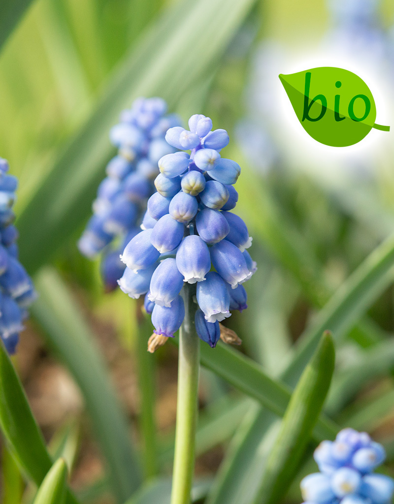 Traubenhyazinthe  Muscari 'Early Bird', BIO (Traubenhyazinthe)