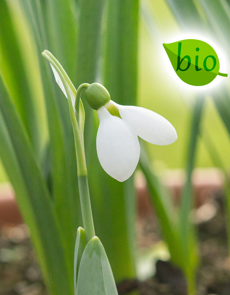 Schneeglöckchen  Galanthus elwesii 'Polar Bear', BIO (Grosses Schneeglöckchen) - Stinsenpflanze