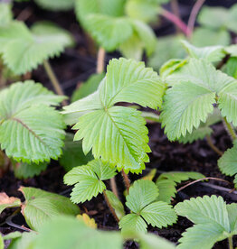 Wald-Erdbeere Fragaria vesca - Topf