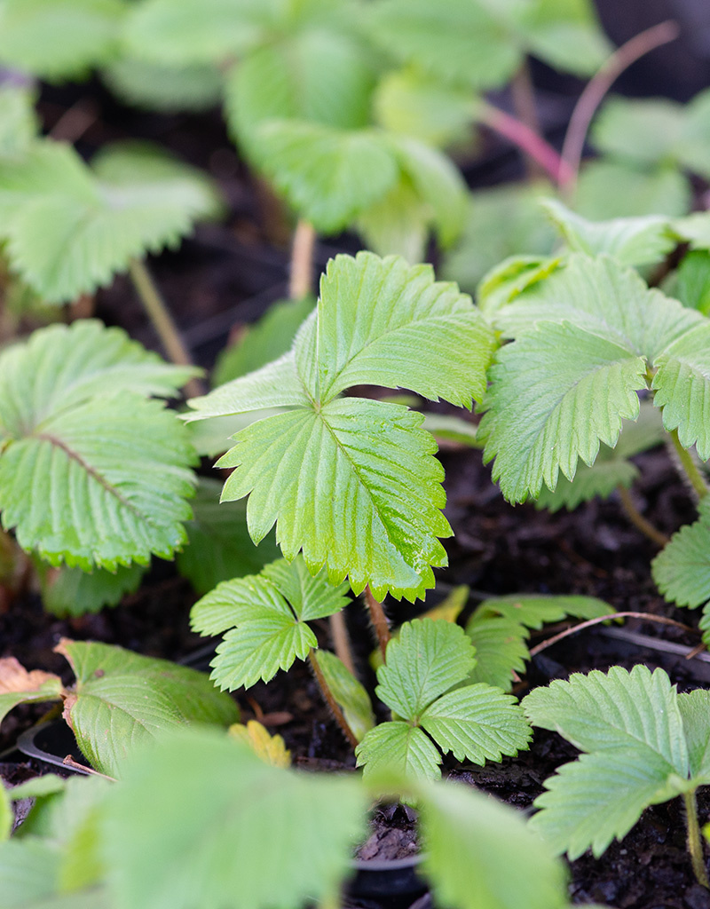 Wald-Erdbeere Fragaria vesca (Wald-Erdbeere) - Topf