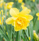 Narzisse  Narcissus 'Dick Wilden', BIO