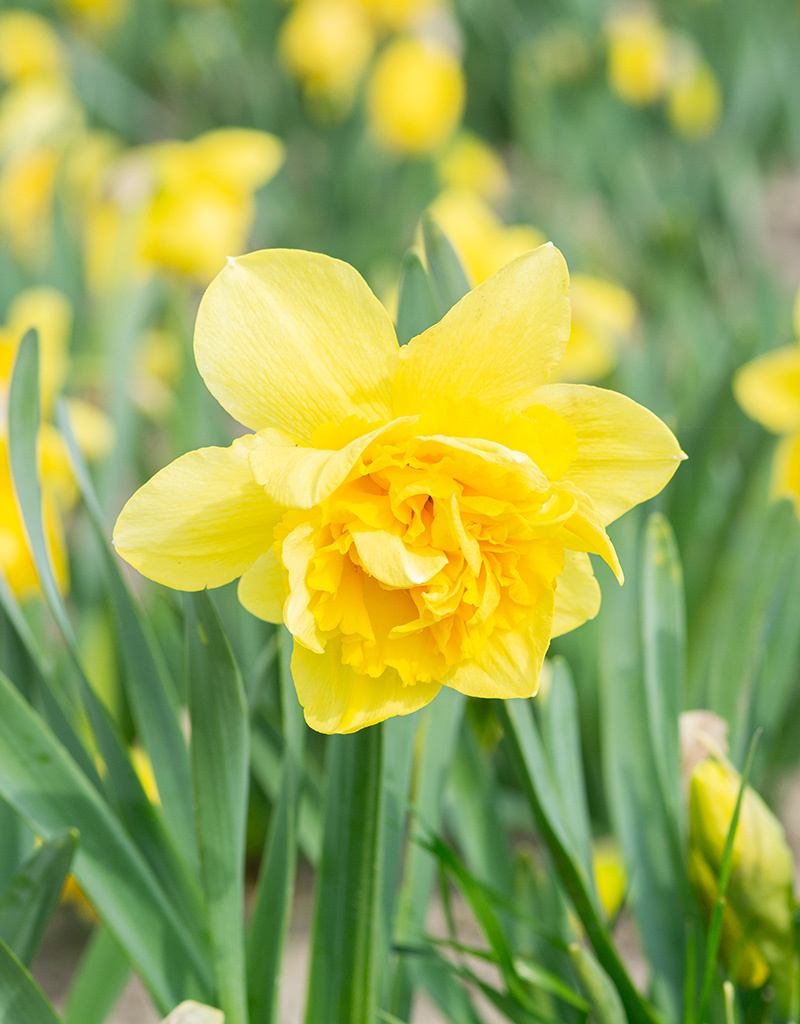 Narzisse  Narcissus 'Dick Wilden', BIO