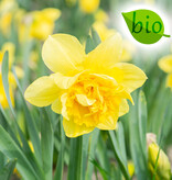 Narzisse  Narcissus 'Dick Wilden', BIO