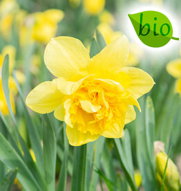 Narzisse  Narcissus 'Dick Wilden', BIO