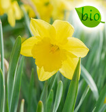 Narzisse  Narcissus 'Carlton', BIO