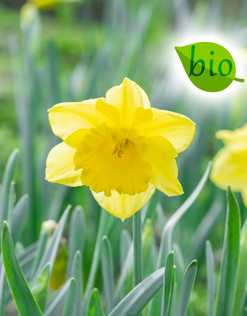 Narzisse  Narcissus 'Standard Value', BIO