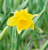 Narzisse  Narcissus 'Reijnveld's Early Sensation', BIO