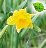 Narzisse  Narcissus 'Reijnveld's Early Sensation', BIO