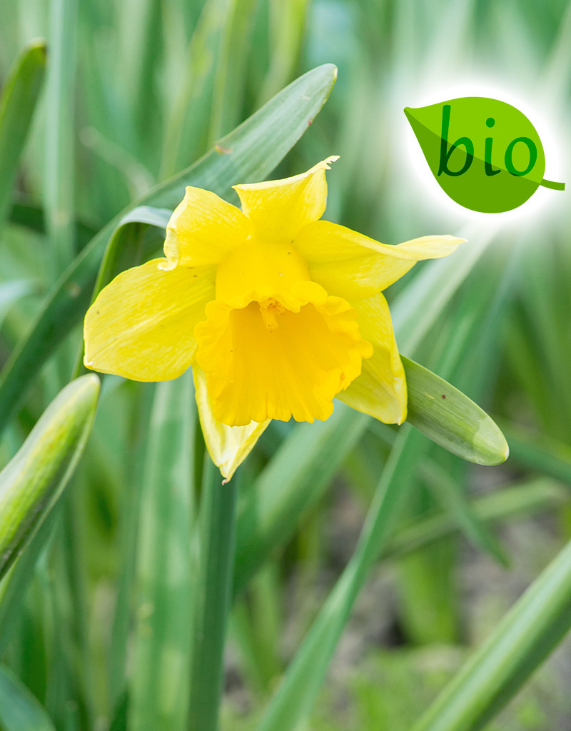 Narzisse  Narcissus 'Reijnveld's Early Sensation', BIO